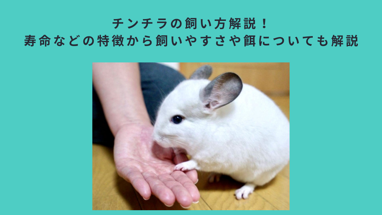 チンチラの飼い方解説！寿命などの特徴から飼いやすさや餌についても解説