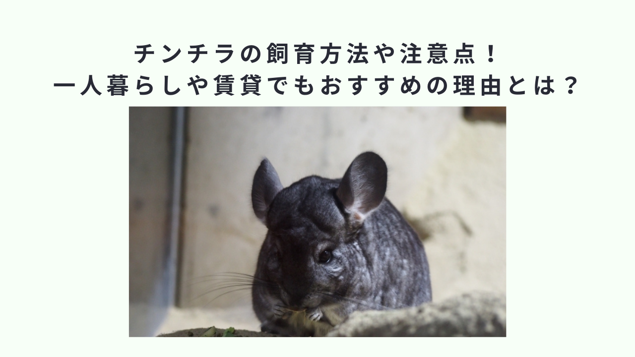 チンチラの飼育方法や注意点！一人暮らしや賃貸でもおすすめの理由とは？