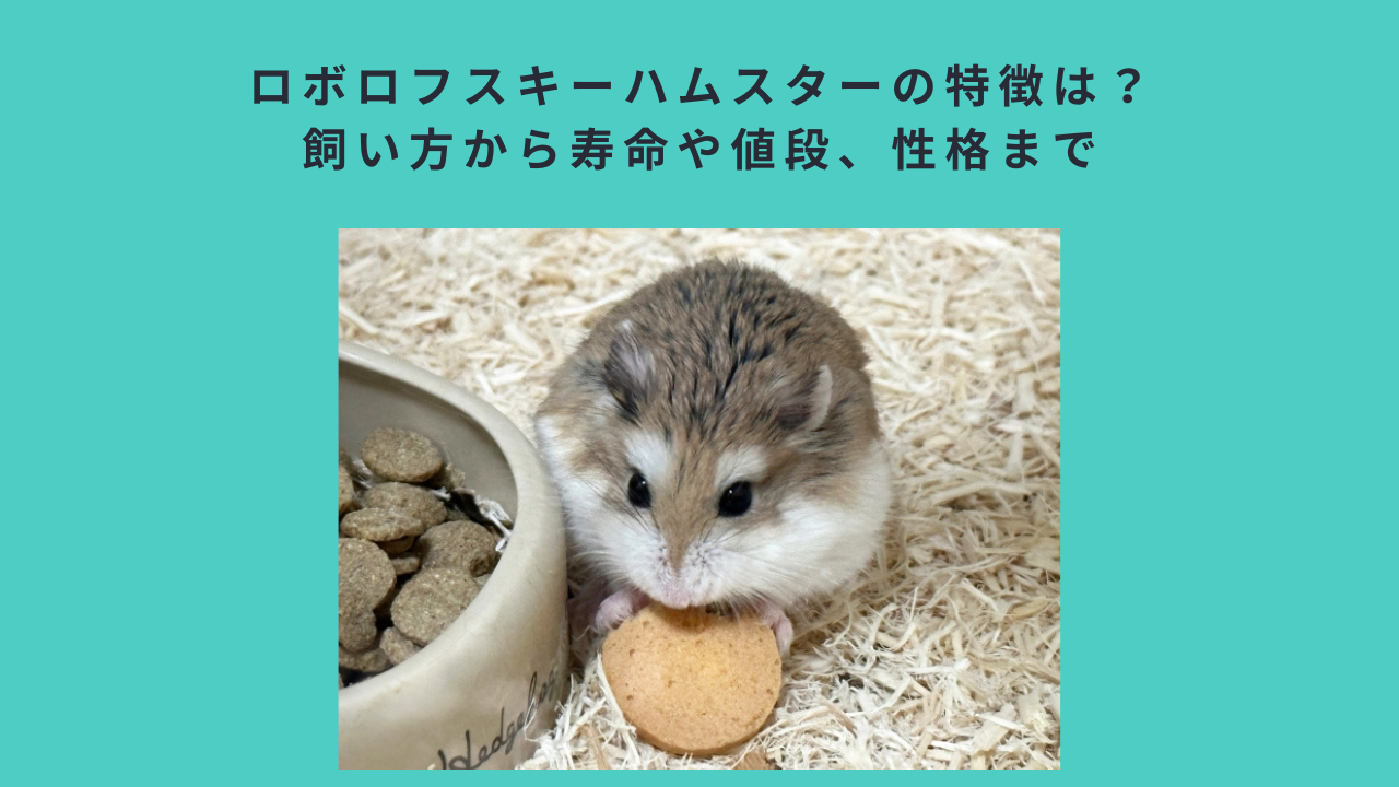 ロボロフスキーハムスターの特徴は？飼い方から寿命や値段、性格まで