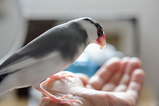 飼い主に懐いている文鳥