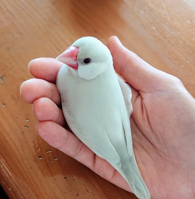 飼い主の手に乗る文鳥