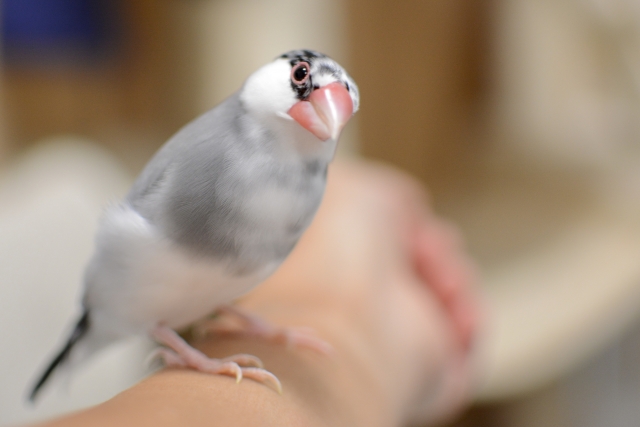 文鳥が嫌がることは避けましょう