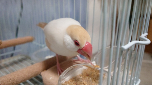 餌を食べる文鳥