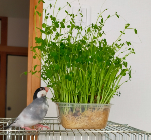 菜差しに入った野菜を食べる文鳥