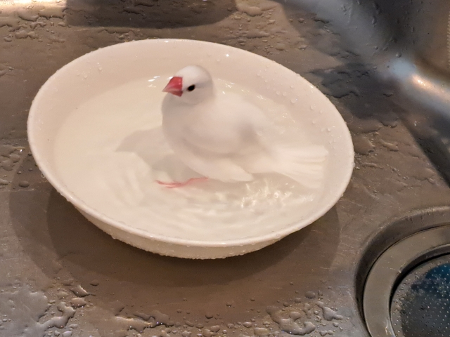 水浴びをする文鳥