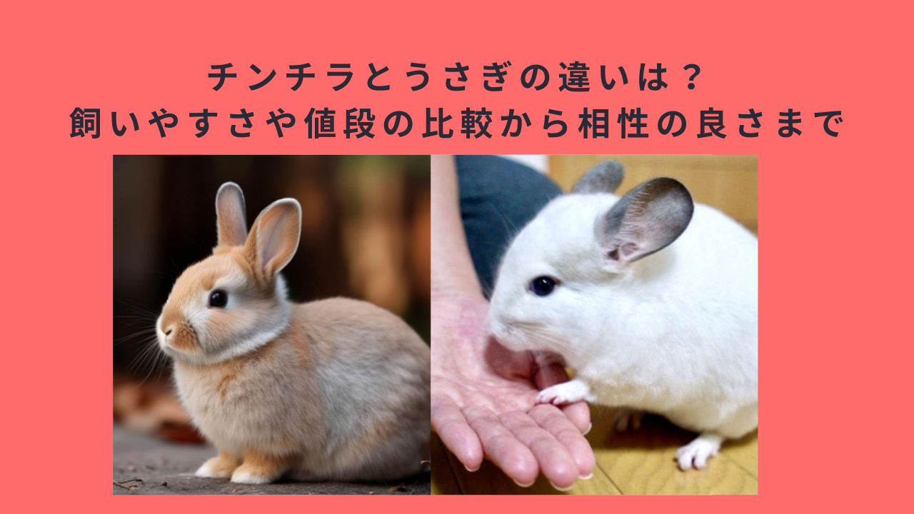 チンチラとうさぎの違いは？飼いやすさや値段の比較から相性の良さまで