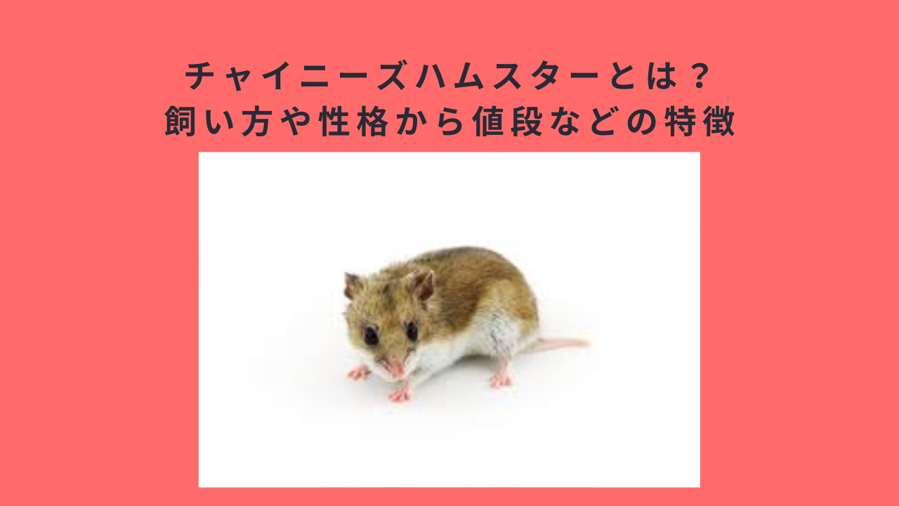 チャイニーズハムスターとは？飼い方や性格から値段などの特徴