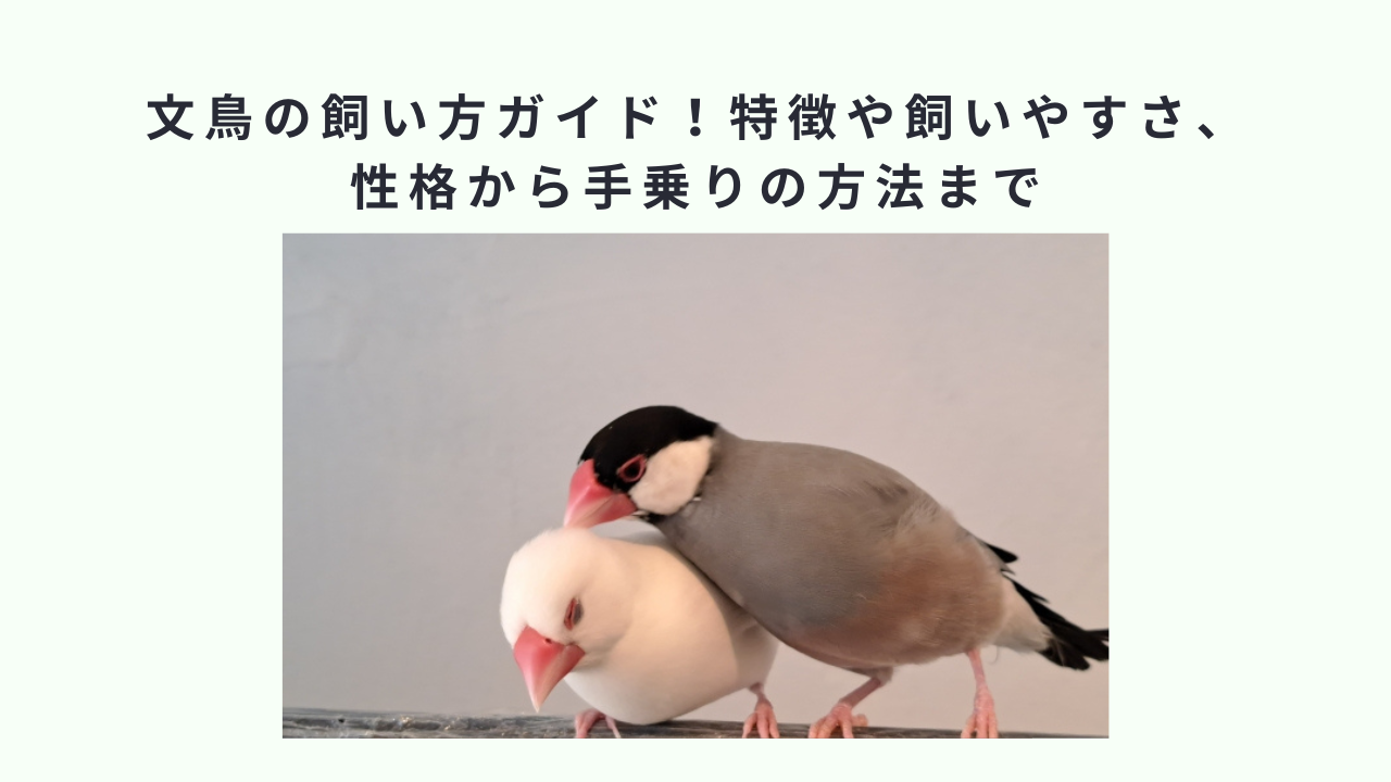 文鳥の飼い方ガイド！特徴や飼いやすさ、性格から手乗りの方法まで