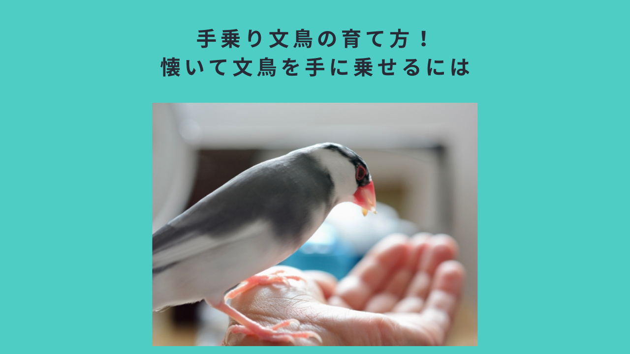 手乗り文鳥の育て方！懐いて文鳥を手に乗せるには