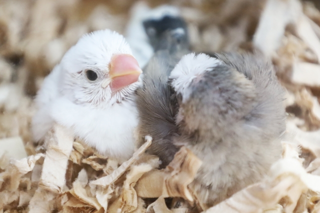 文鳥のヒナ
