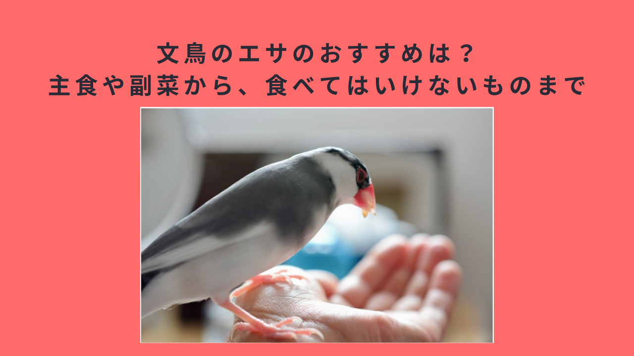 文鳥のエサのおすすめは？主食や副菜から、食べてはいけないものまで