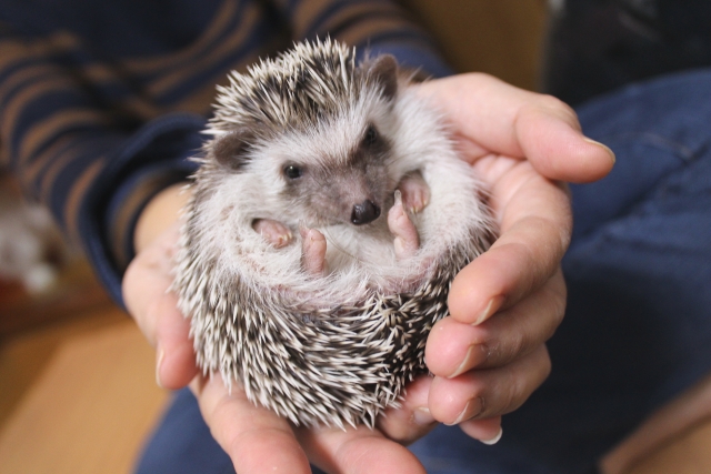 飼い主の手に乗るハリネズミ