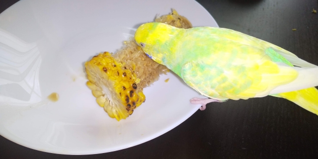 ご飯を食べるセキセイインコ