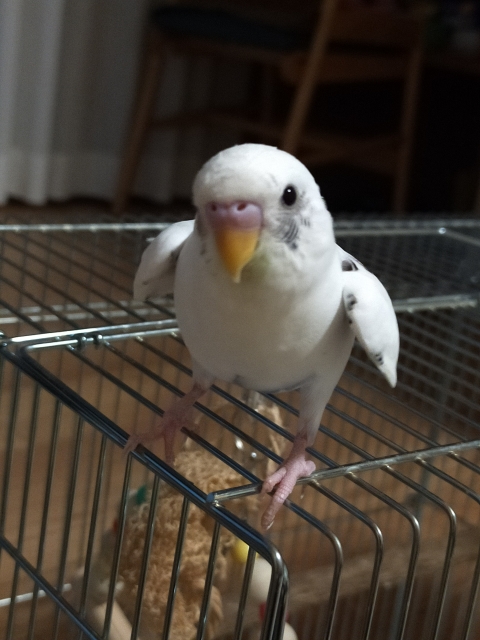 セキセイインコは様々なカラーがある