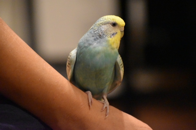 カラーバリエーションが豊富なインコ