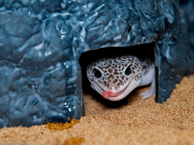 ケージの中のヒョウモントカゲモドキ