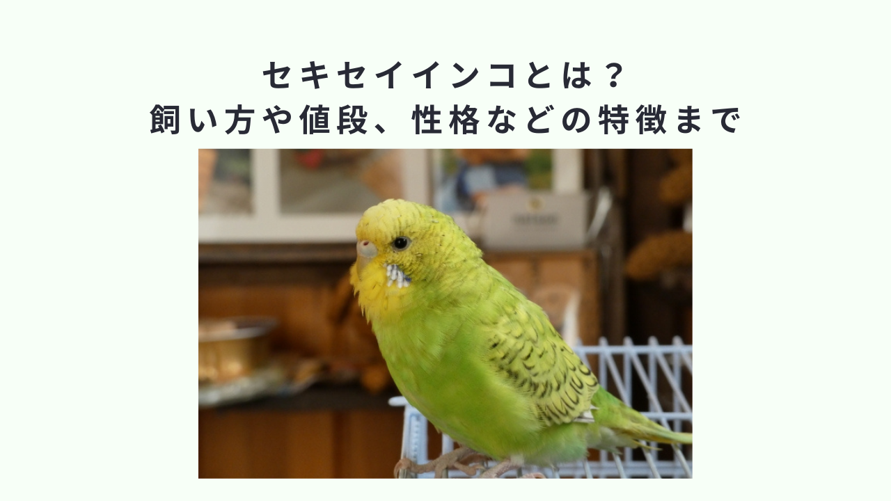 セキセイインコとは？飼い方や値段、性格などの特徴まで