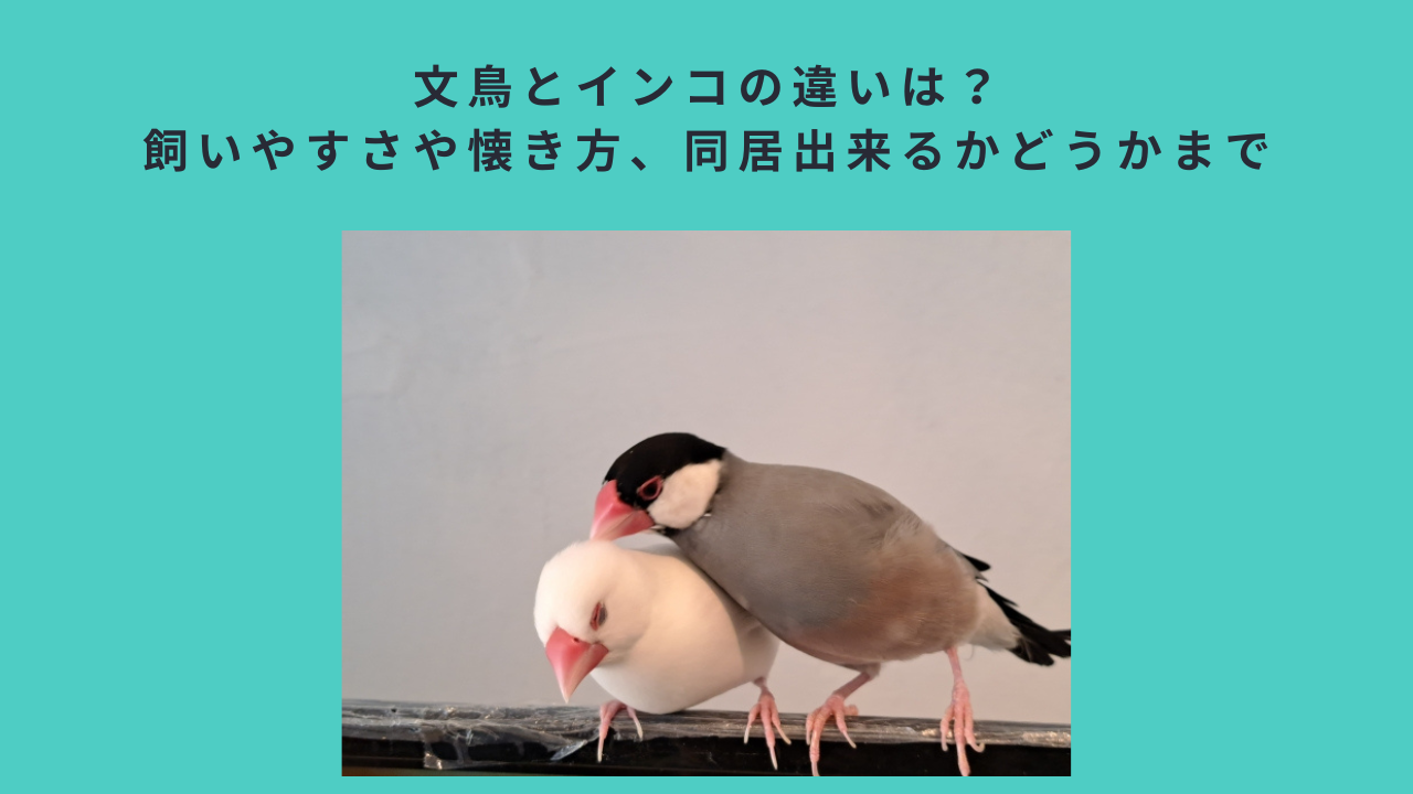 文鳥とインコの違いは？飼いやすさや懐き方、同居出来るかどうかまで