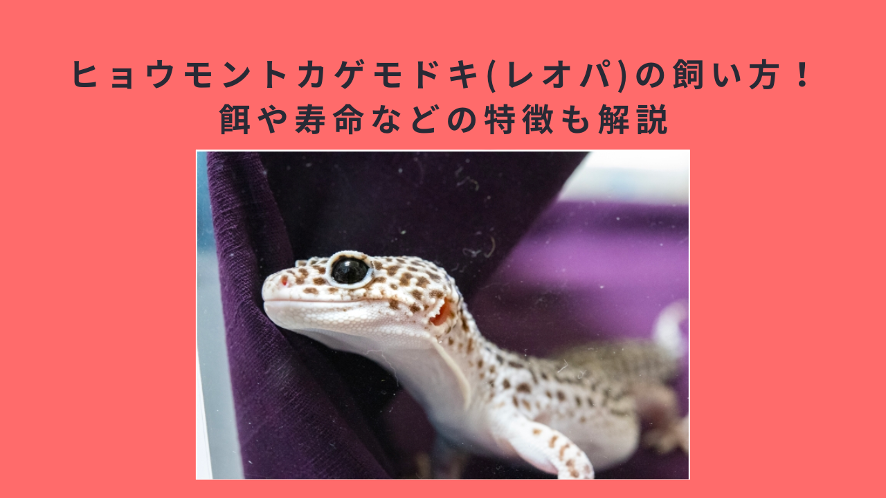 ヒョウモントカゲモドキ(レオパ)の飼い方！ 餌や寿命などの特徴も解説