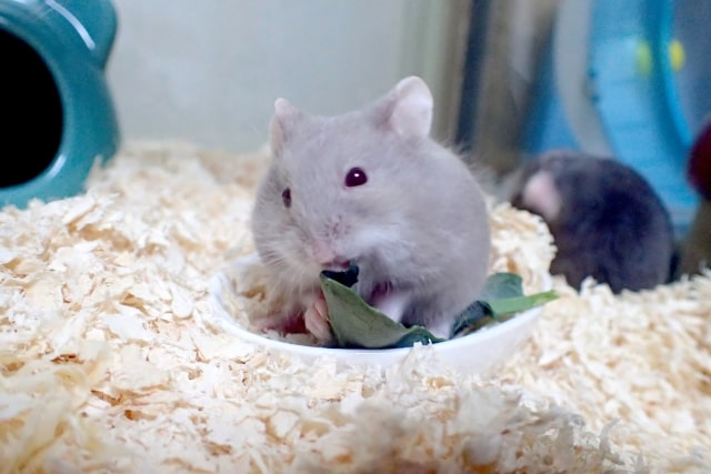 餌を食べるキャンベルハムスター