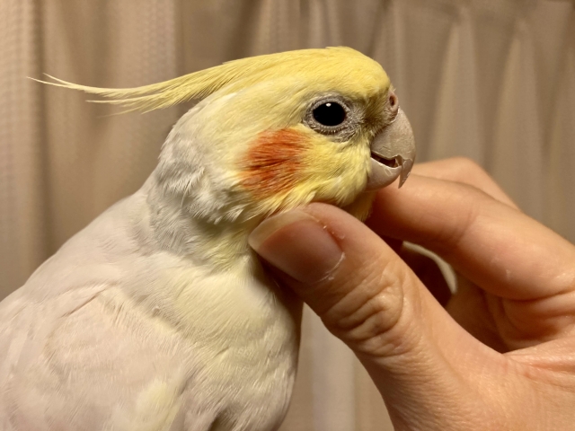 人間にとても懐きやすいオカメインコ