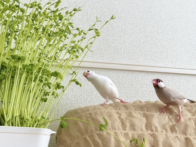 果物を食べる文鳥