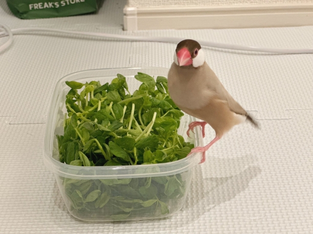 文鳥が食べられる野菜