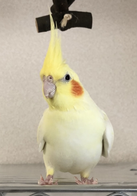 オカメインコ