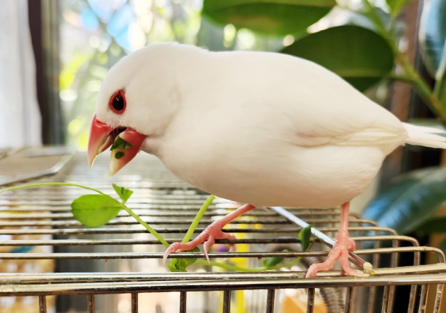 野菜を食べる文鳥