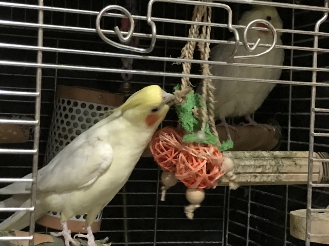 ケージの中で遊ぶオカメインコ