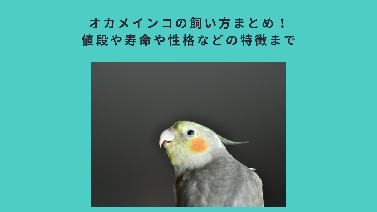 オカメインコの飼い方まとめ！値段や寿命や性格などの特徴まで