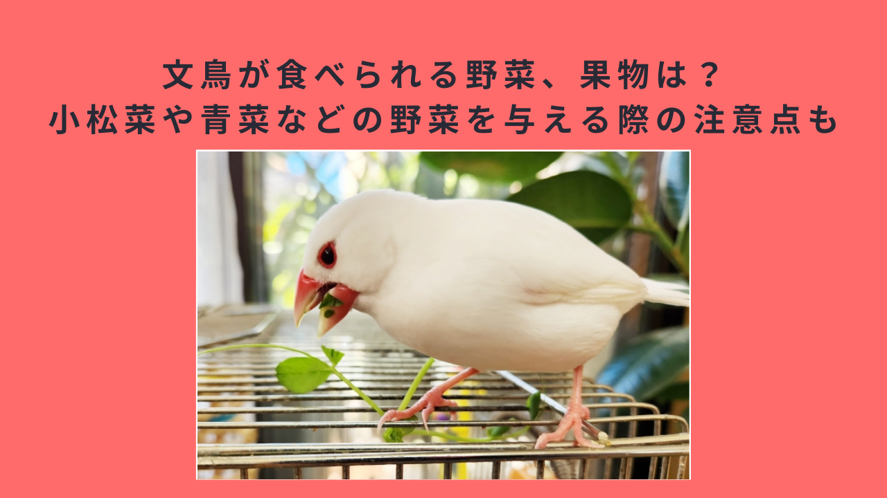 文鳥が食べられる野菜、果物は？小松菜や青菜などの野菜を与える際の注意点も