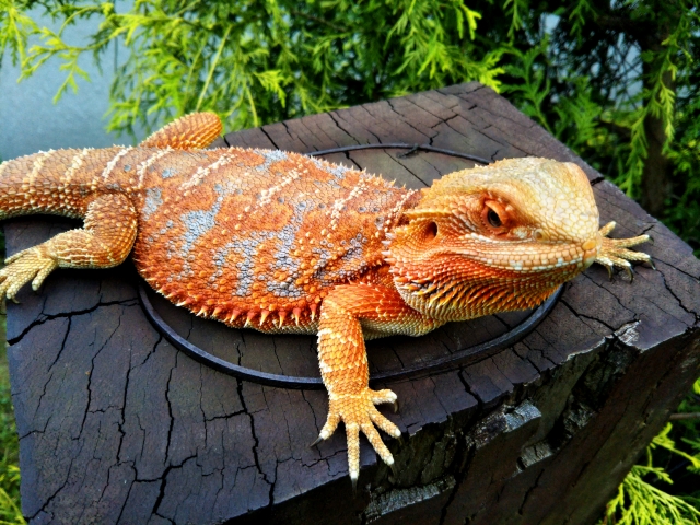 様々なカラーのあるフトアゴヒゲトカゲ