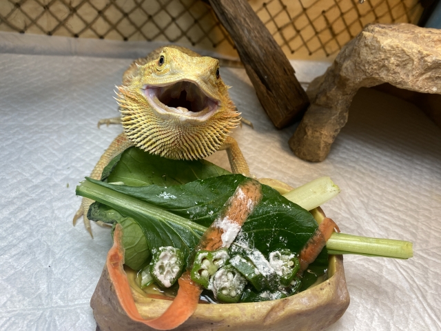 餌を食べるフトアゴヒゲトカゲ