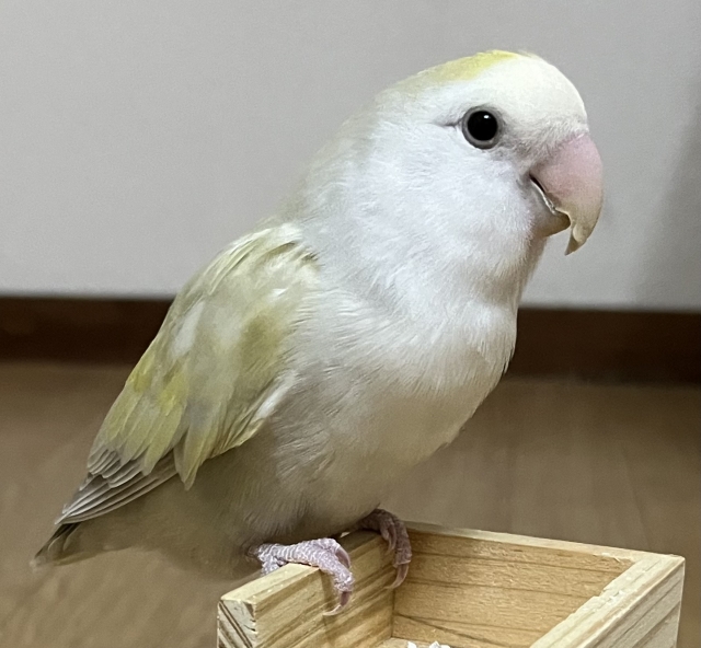 コザクラインコ