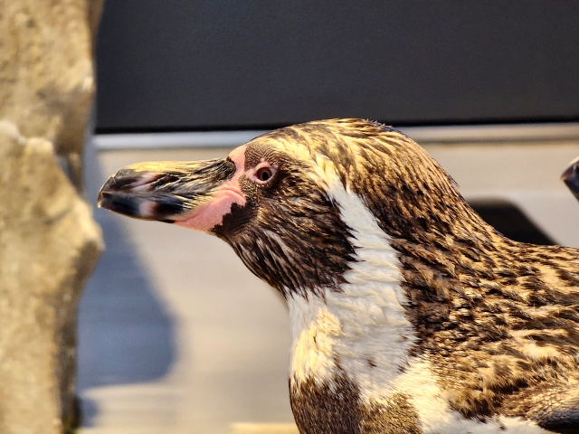 実はペットとして飼えるペンギン