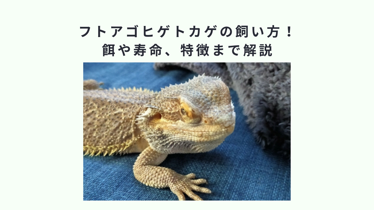 フトアゴヒゲトカゲの飼い方！餌や寿命、特徴まで解説