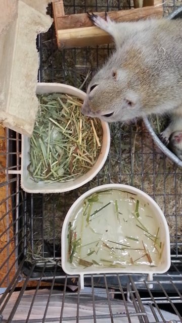 牧草を食べるリチャードソンジリス