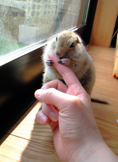 飼い主と触れ合うリチャードソンジリス