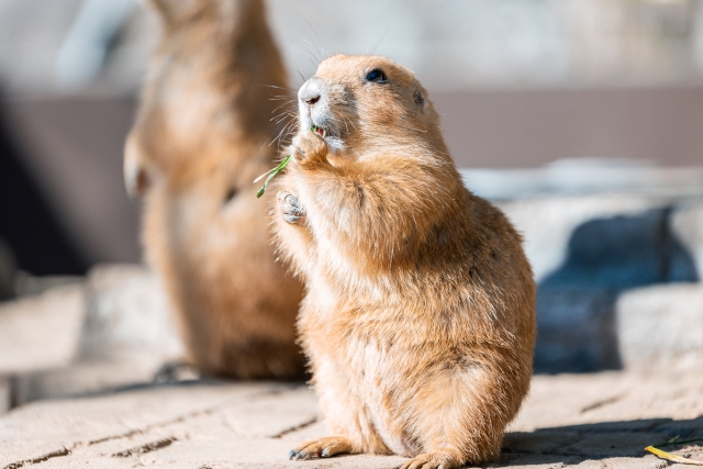 プレーリードッグはペットとして飼育可能