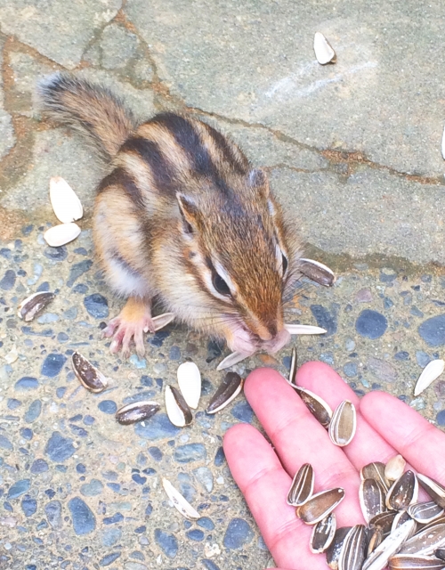 飼い主の手から餌を食べるシマリス