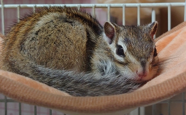 シマリス